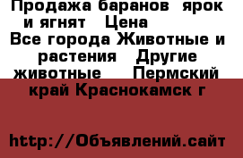 Продажа баранов, ярок и ягнят › Цена ­ 3 500 - Все города Животные и растения » Другие животные   . Пермский край,Краснокамск г.